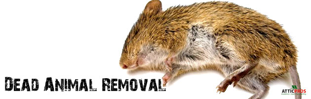 dead-animal-removal dead-animal-removal