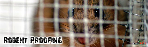 rodent-cleanup-proofing rodent-cleanup-proofing