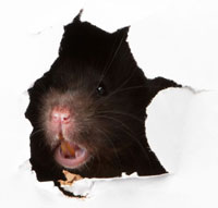 rodent-proofing rodent-proofing