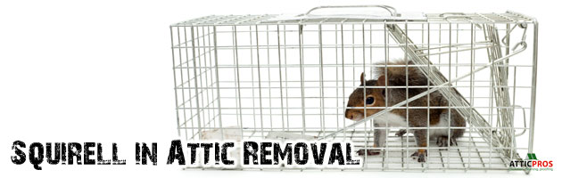 squirell-in-attic-removal squirell-in-attic-removal