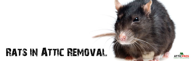 rats-in-attic-removal rats-in-attic-removal